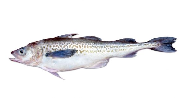 ALASKA POLLACK – MBR INVESTIMENTOS FOOD PRODUCER