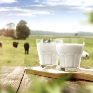 Flavoured milk products sino dos alpes