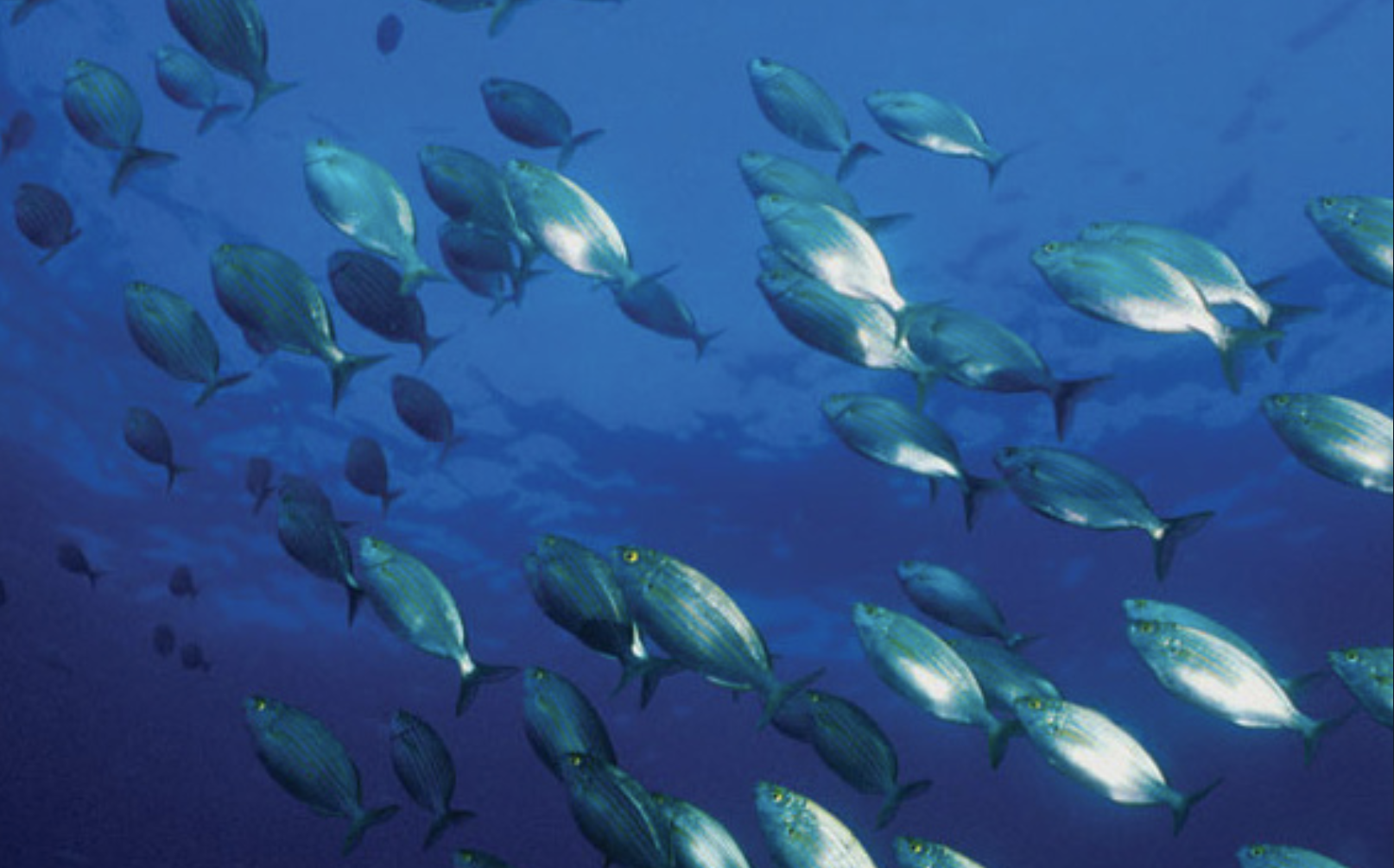 Seafood and Fish