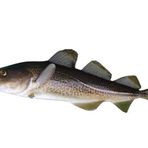 COD FISH