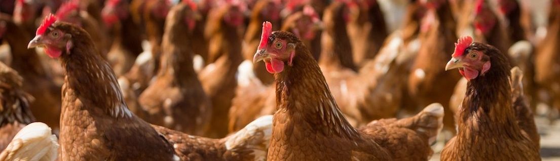 sino dos alpes chickens