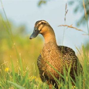 Ducks sino dos alpes