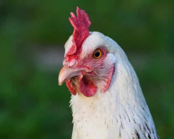 HEN – MBR INVESTIMENTOS FOOD PRODUCER