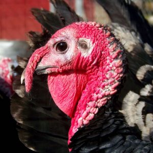 turkey sino dos alpes